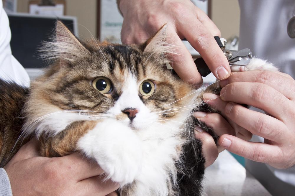 Healthy Pets Start at Home: 10 Everyday Habits That Can Help Your Dog or Cat Live a Longer Life