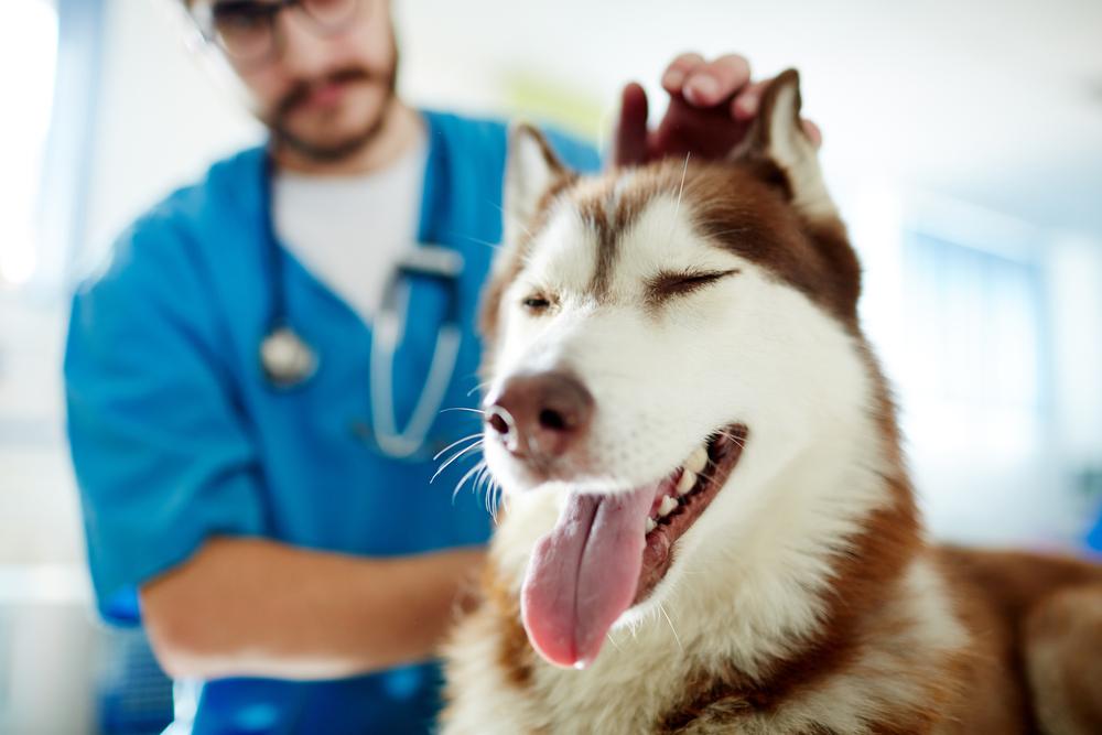 North Peoria Veterinary Hospital Blog (10)