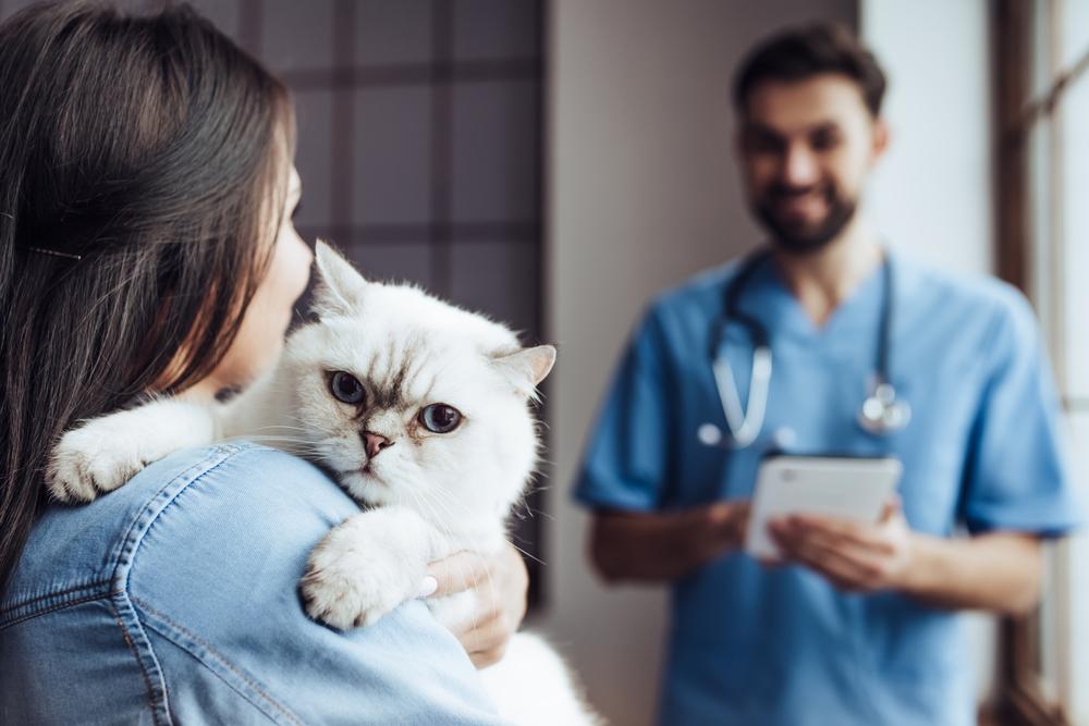 Behind Every Healthy Pet Is a Great Veterinary Team: What Happens During Your Pet’s Care Journey