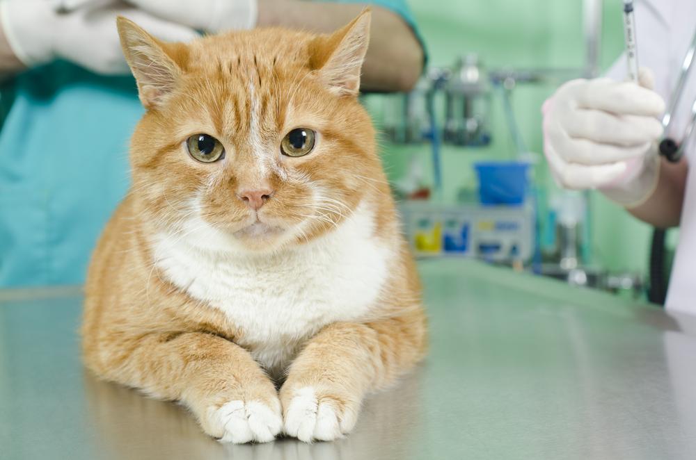 Is It Time to See the Vet? 12 Signs Your Pet Shouldn’t Ignore