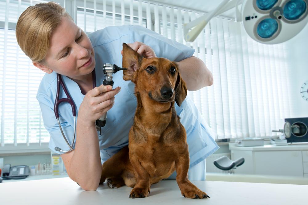 North Peoria Veterinary Hospital Blog (3)