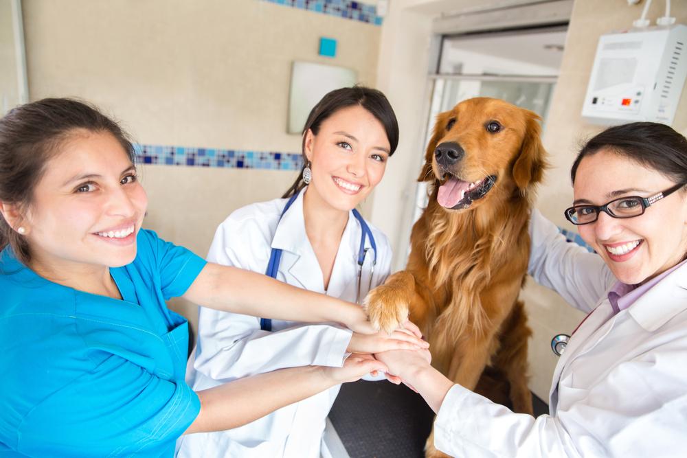 North Peoria Veterinary Hospital Blog (4)