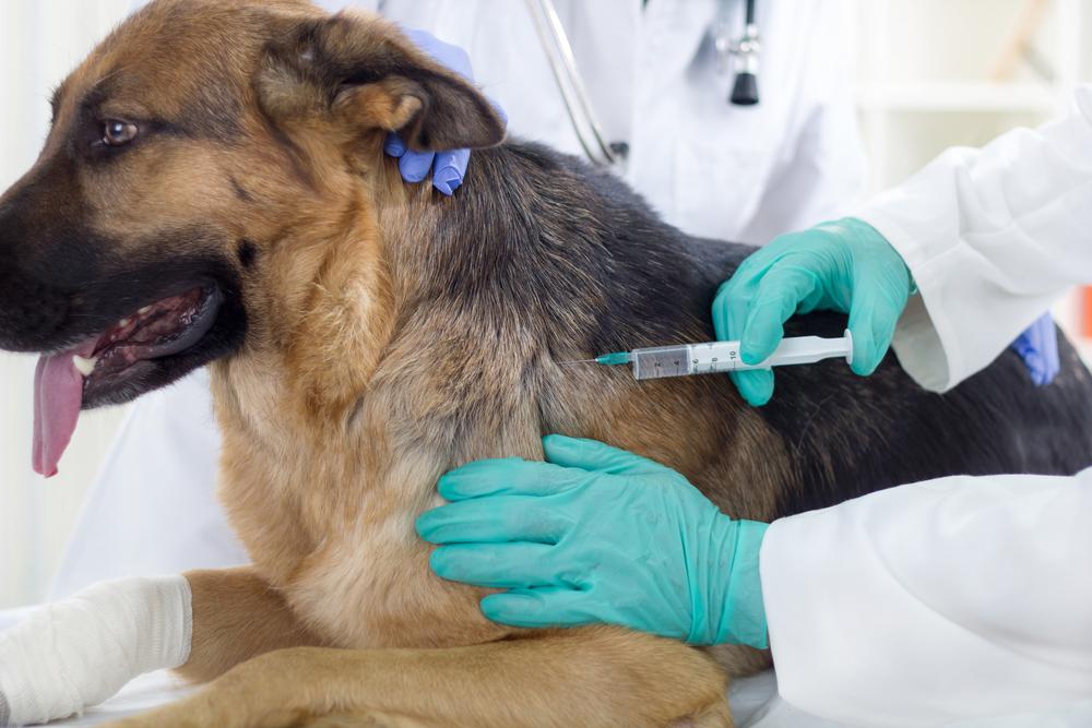 North Peoria Veterinary Hospital Blog (5)