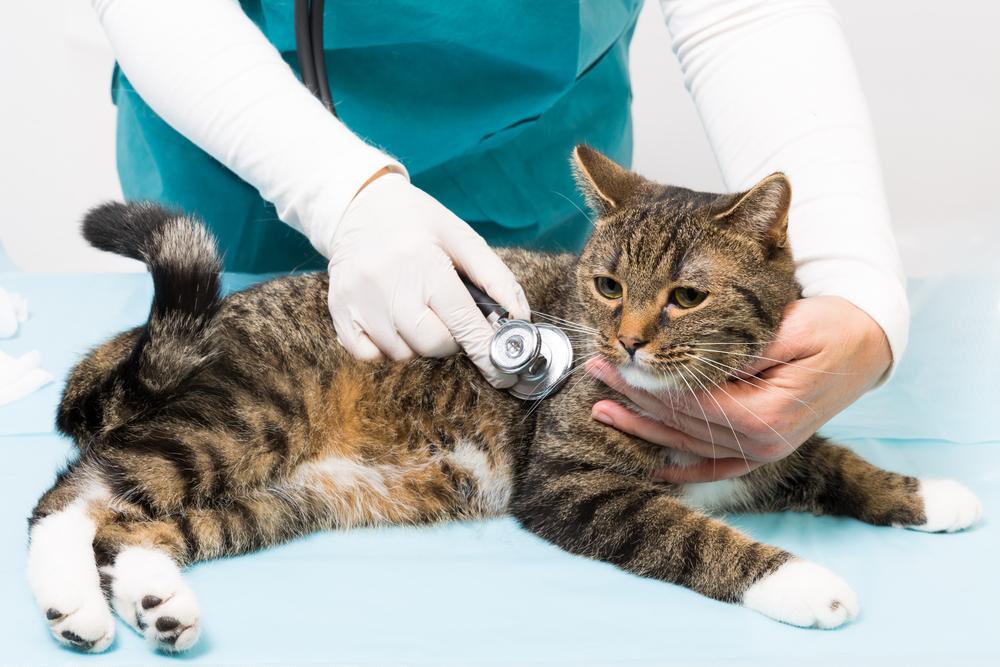 North Peoria Veterinary Hospital Blog (6)