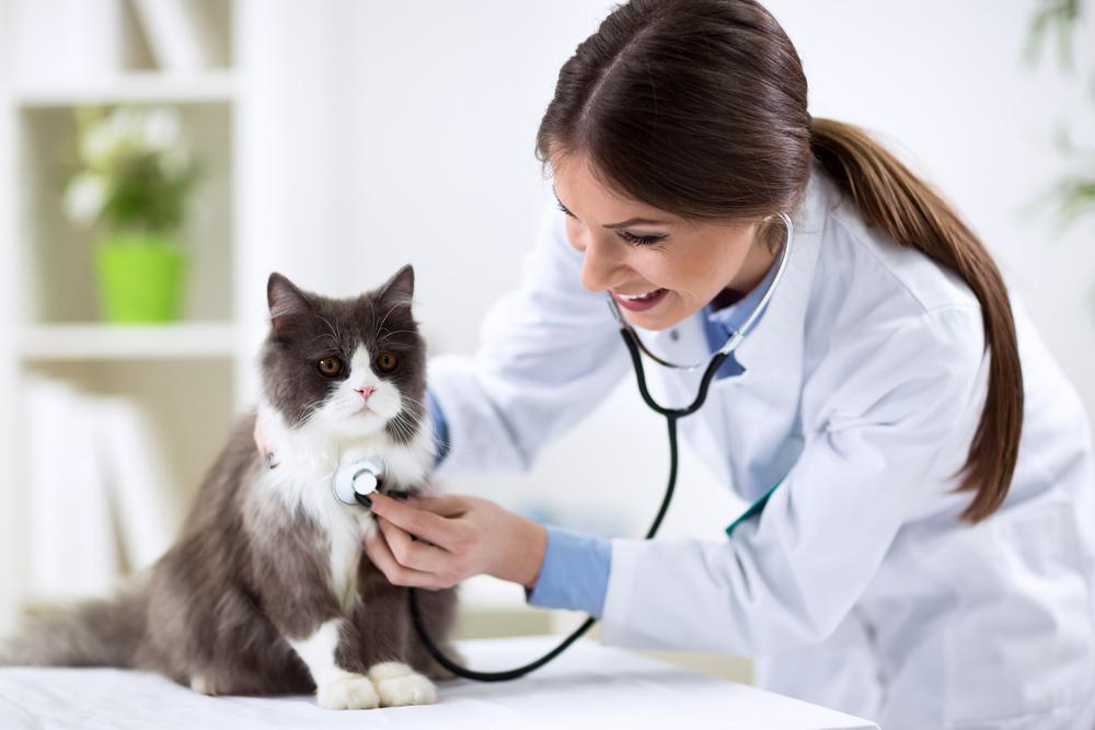 North Peoria Veterinary Hospital Blog (7)