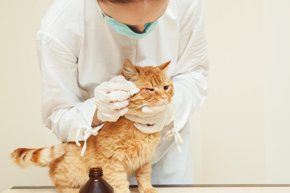 North Peoria Veterinary Hospital Blog (8)