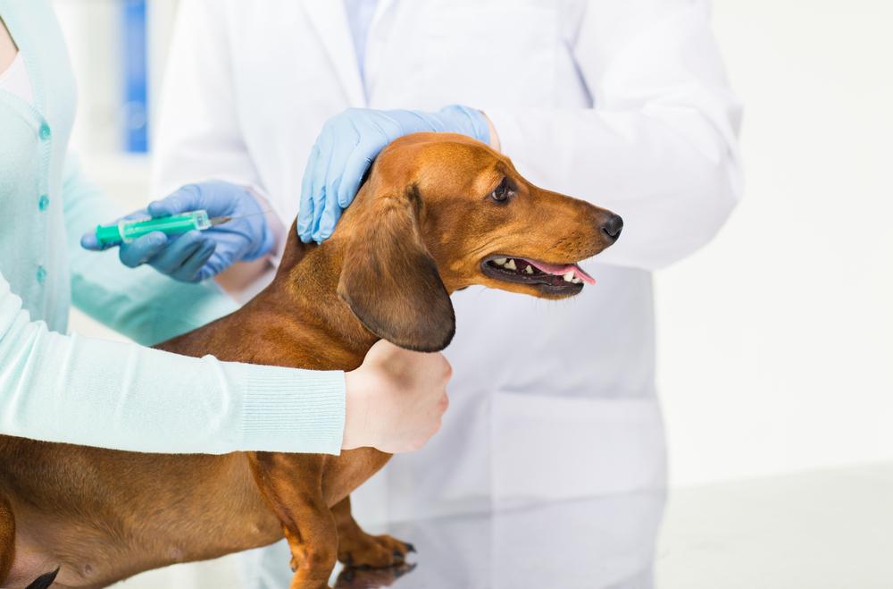 North Peoria Veterinary Hospital Blog (9)