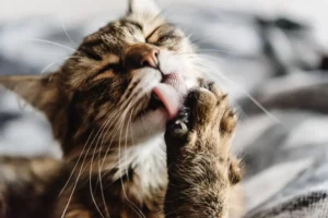Cat Cleaning