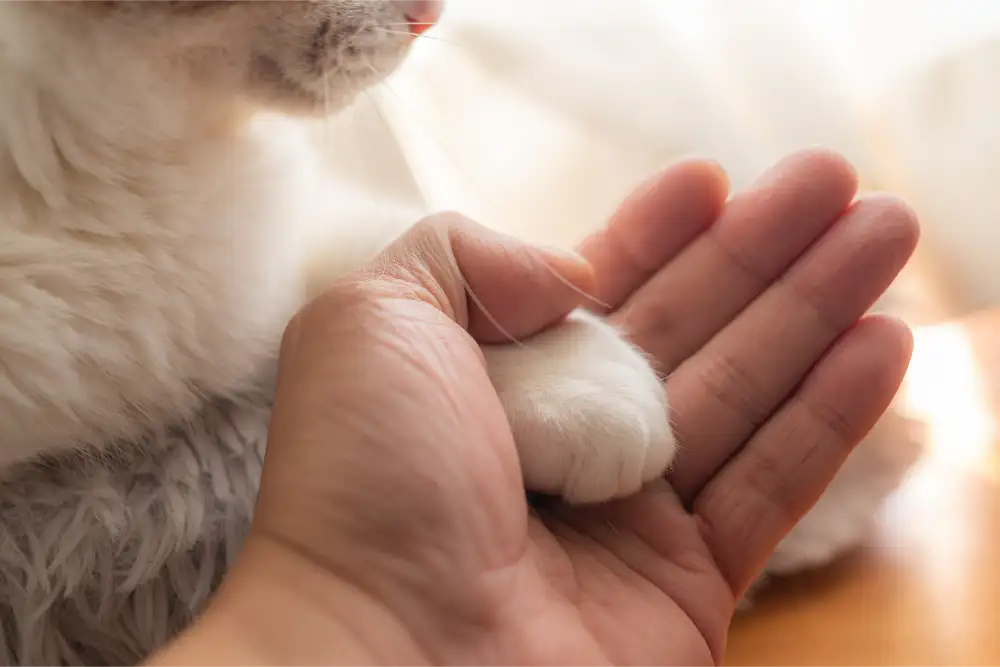 Vet Service