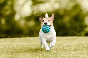 Jack Russel With Ball