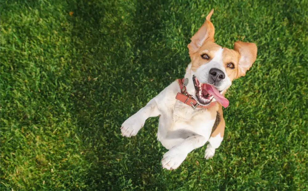Smiling Beagle