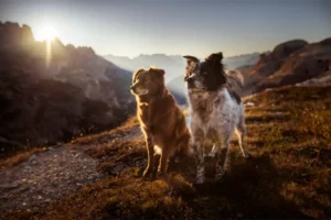Two Dogs Hiking